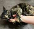 Conducta de juego y agresividad por juego inadecuado en gatos